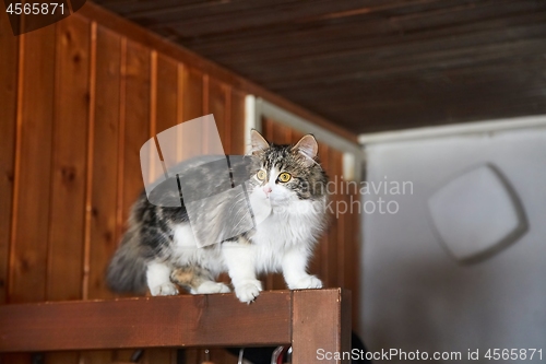 Image of Cat climbing on furniture