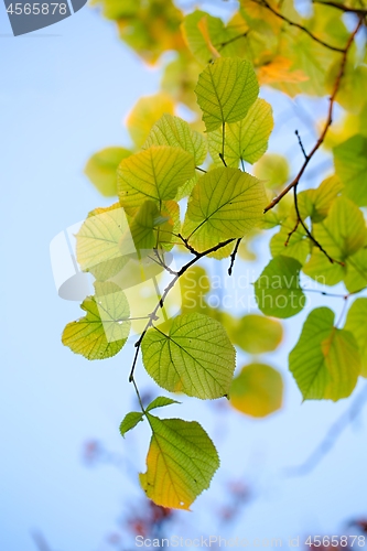 Image of Fresh Spring Leaves