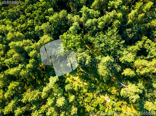 Image of Aerial view from drone healthy green trees in a forest . Sustainable industry, ecosystem and healthy environment concepts