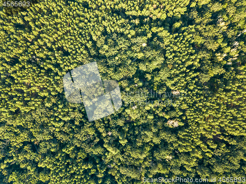 Image of Beautiful natural green background from trees in the sunny afternoon. Aerial view of the drone as a layout