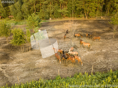 Image of Group of beautiful brown horses on a walking hill near the forest. Aerial view from the drone