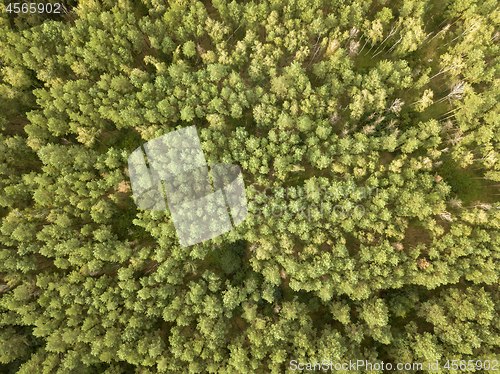 Image of Natural background from the forest in the daytime. Aerial view of the drone as a layout for your ideas. Top view