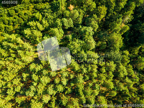 Image of Natural background of green trees of the forest on a sunny summer day. The concept of a healthy environment. Aerial view from the drone