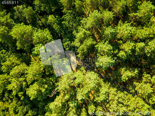 Image of Aerial view from the drone of environmentally friendly foliage forest with a dirt road on a summer sunny day. Top view