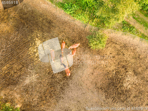 Image of Farmland with a small group of horses grazing on a summer day. Aerial view from the drone