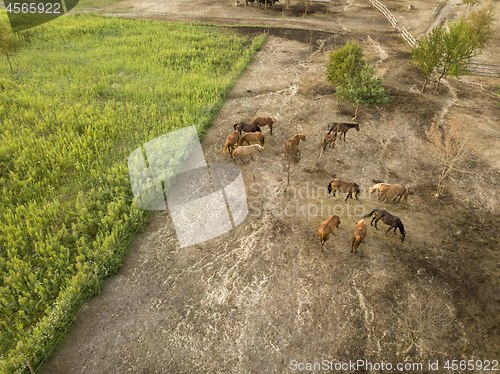 Image of Aerial view from a drone farmland with a group of horses on a walk on a summer day