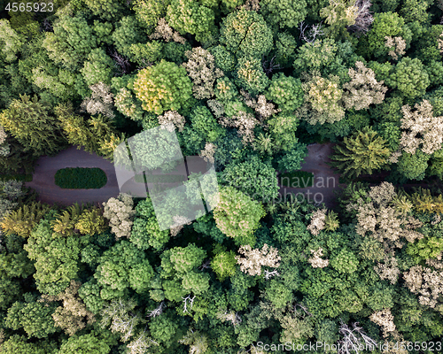 Image of Top view of the green park on a summer day. Aerial view from the drone.