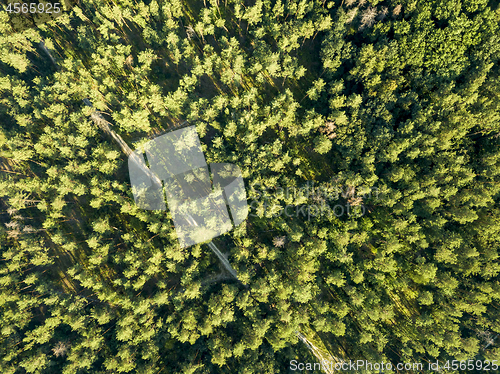 Image of Top view of green trees on a sunny day. Deciduous forest as a background for the layout. Aerial view from the drone