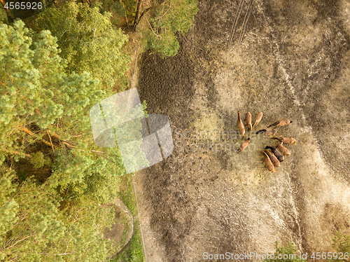 Image of Aerial view from the drone of a small herd of horses for walking near the forest.