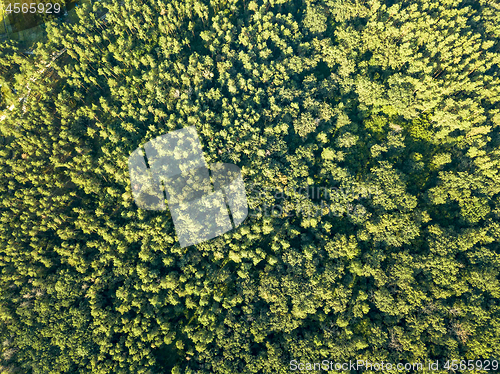 Image of Green plantings of trees on a summer day. Aerial view from a drone deciduous forest. Ecological concept