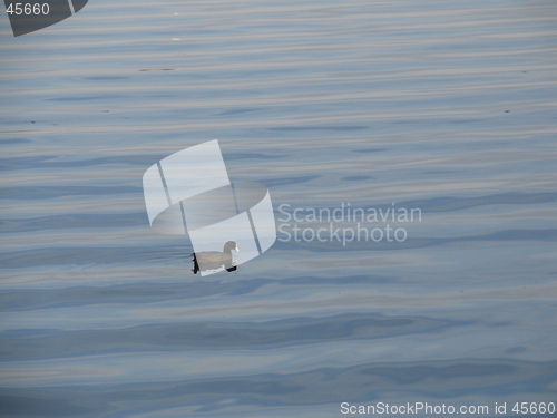 Image of Coot