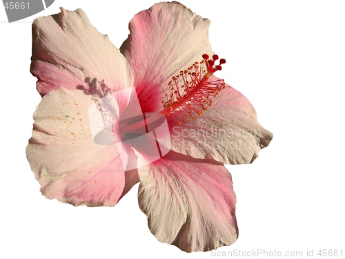 Image of Hibiscus-design element