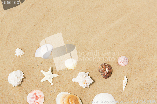 Image of seashells on beach sand