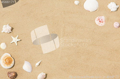 Image of seashells on beach sand