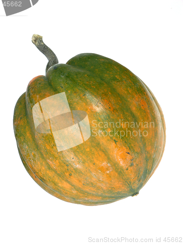Image of Winter Squash