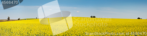 Image of Panoramic fields of golden canola flowering under the spring sun