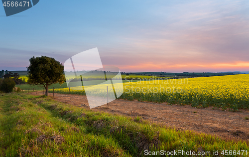 Image of Sunset over Canola Farm agricultural fields