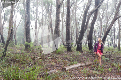 Image of Positive woman hiking in forest of gums and eucalypts