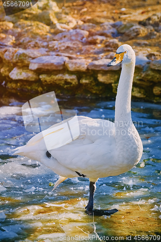 Image of Swan on Ice