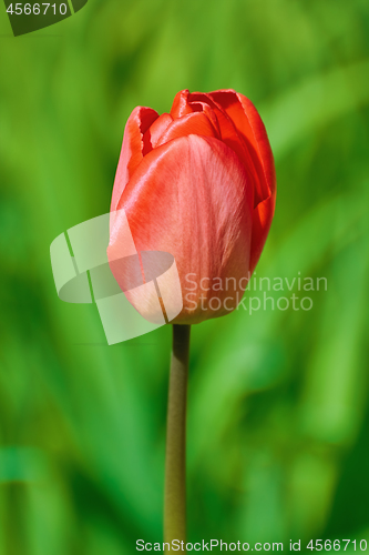 Image of Red Tulip Flower