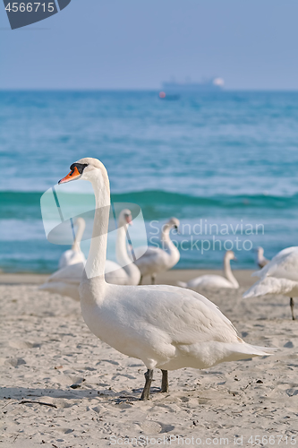 Image of White Swan on the Beach