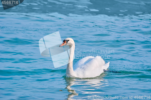 Image of Swan on Water