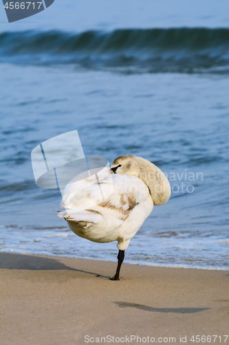 Image of White Swan on the Beach