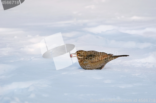 Image of Song Thrush with Berry