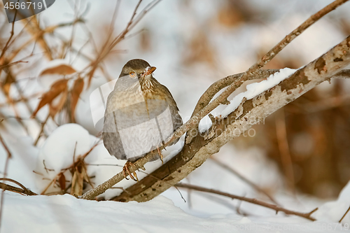 Image of Thrush on the Brunch