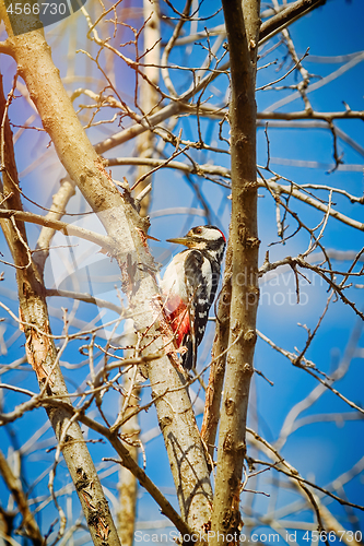 Image of Woodpecker on the Tree