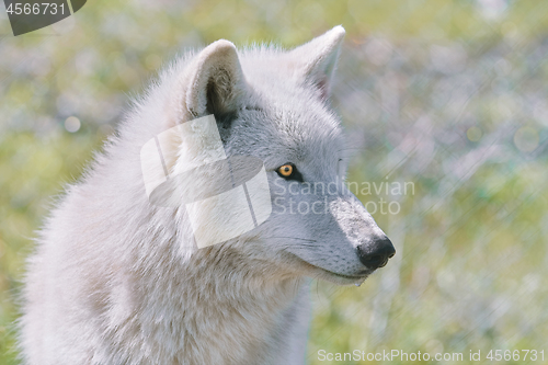 Image of Alaskan Tundra Wolf