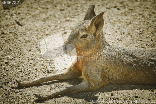 Image of Portrait of Patagonian Mara