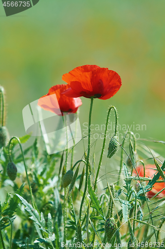 Image of Poppy Flowers in Grass