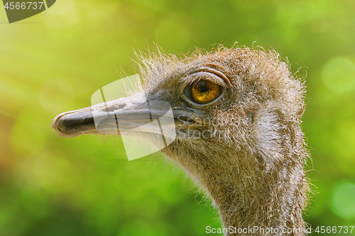 Image of Portrait of Ostrich