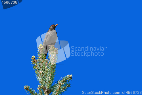Image of Blackbird on the Top of Tree