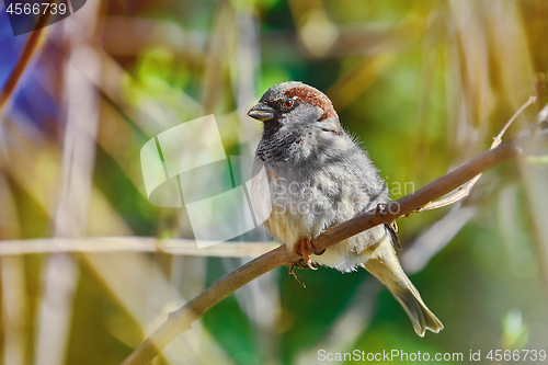 Image of Sparrow on the Branch
