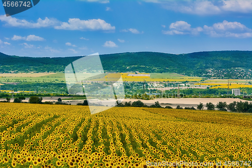 Image of Sunflowers Field in Bulgaria