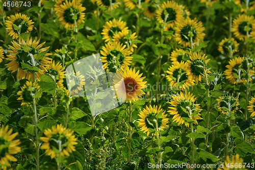 Image of Far Out Sunflower