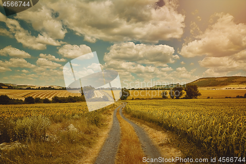 Image of Country Road between Fields