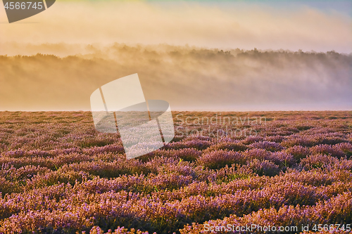 Image of Lavender Field in the Morning