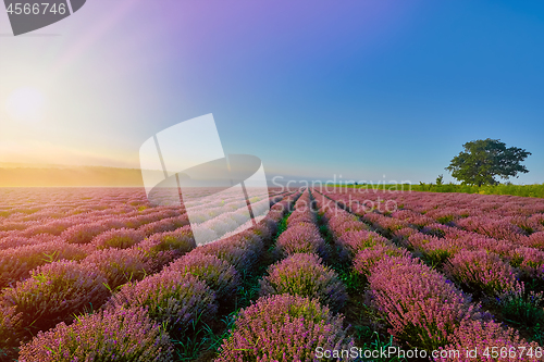 Image of Lavender Field in the Morning