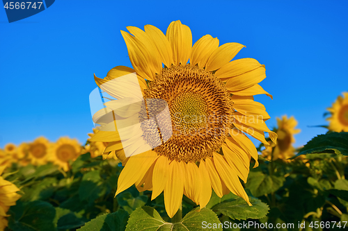 Image of Sunflower on the Background of a Sky