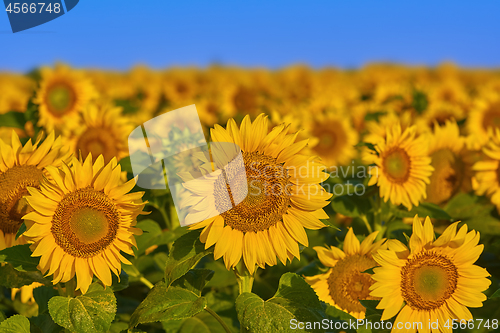 Image of Field of Sunflowers