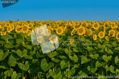 Image of Field of Sunflowers