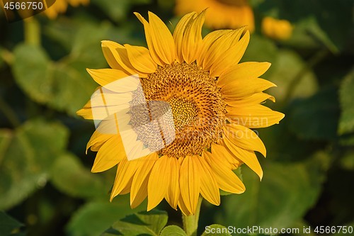 Image of Sunflower on the Green Background