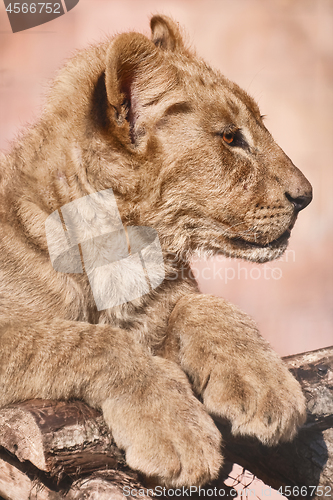 Image of Portrait of Young Lion