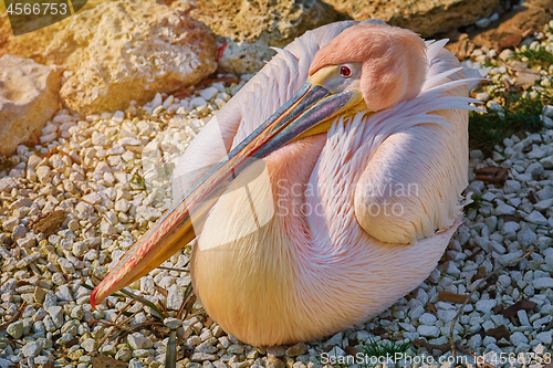 Image of Great White Pelican