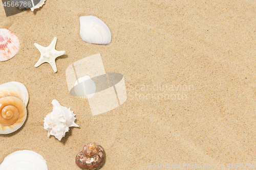 Image of seashells on beach sand