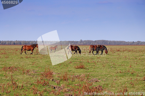 Image of Grazing horses herd in a meadow grazing in horse farm