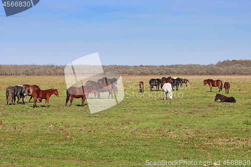 Image of Grazing horses herd in a meadow grazing in horse farm